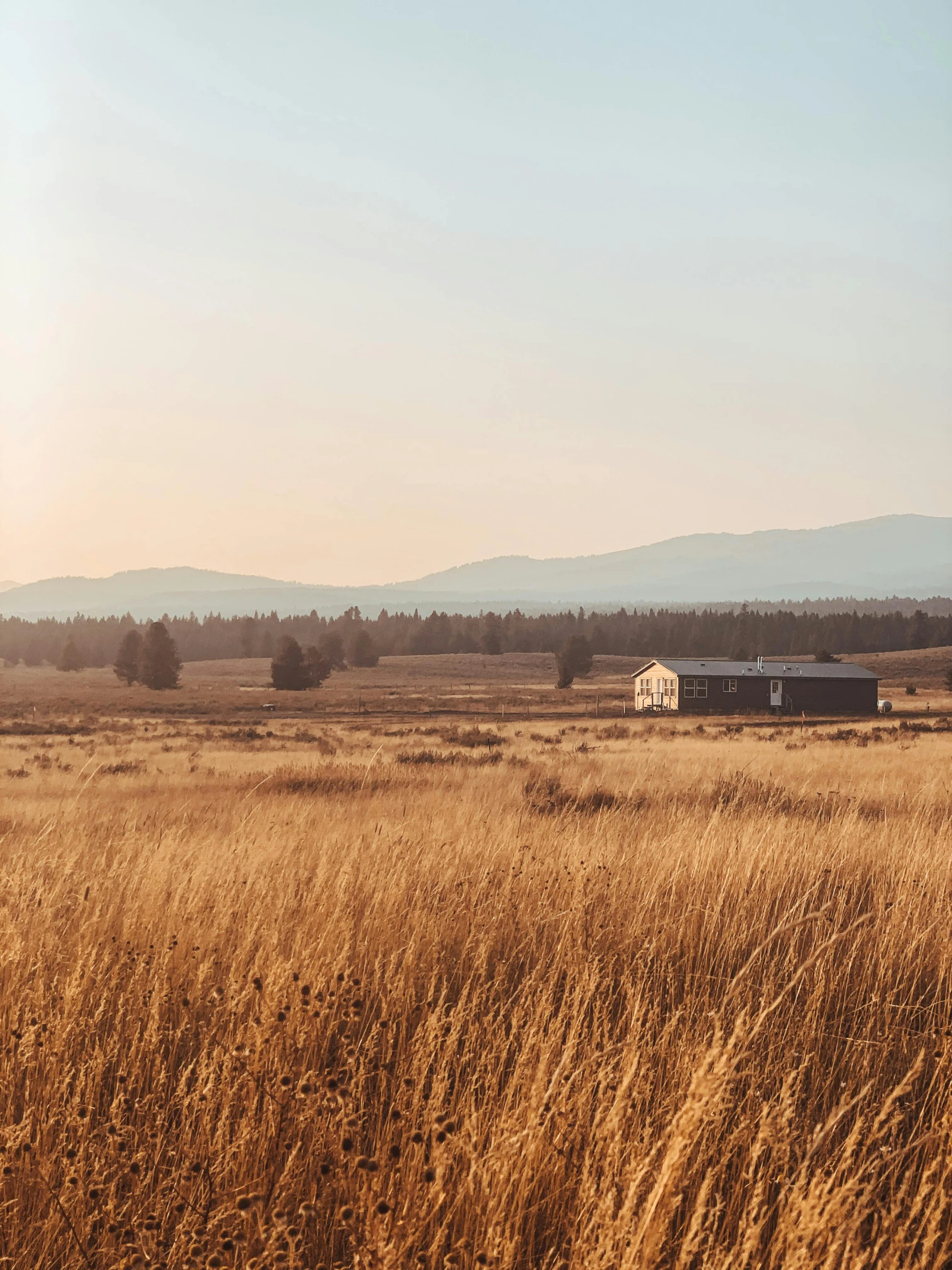 a field of tall grass with a barn in the distance, by Jessie Algie, unsplash contest winner, hudson river school, distant rocky mountains, soft golden hour lighting, minimalist, afternoon hangout