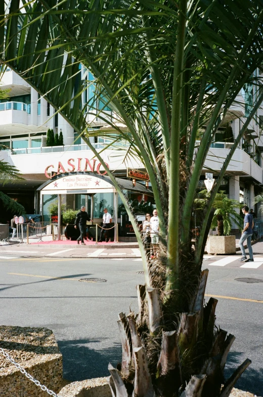 a palm tree sitting on the side of a road, indoor casino, cannes, exterior view, on location