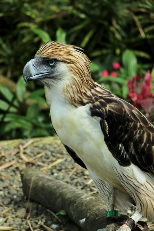 a close up of a bird of prey on a rock, in the zoo exhibit, manila, truncated snout under visor, crown of body length feathers