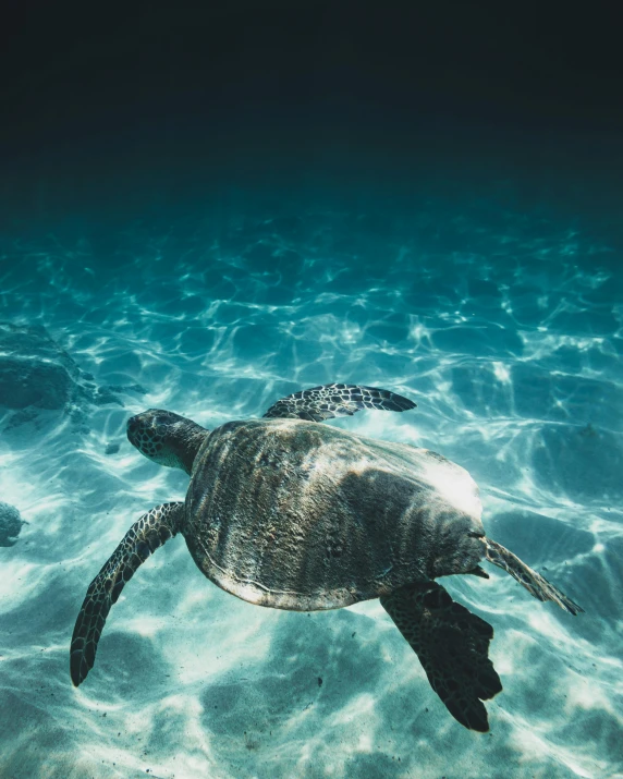 a sea turtle swimming in the ocean, unsplash contest winner, multiple stories, alessio albi, fan favorite, crystal clear neon water