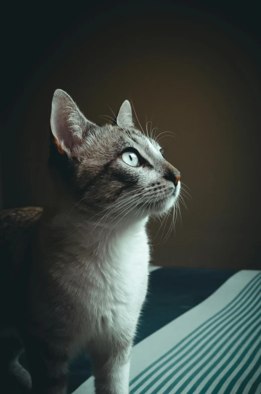 a cat sitting on top of a bed next to a window, by Adam Rex, trending on unsplash, renaissance, pointed nose, looking from side, looking up, perfectly lit face