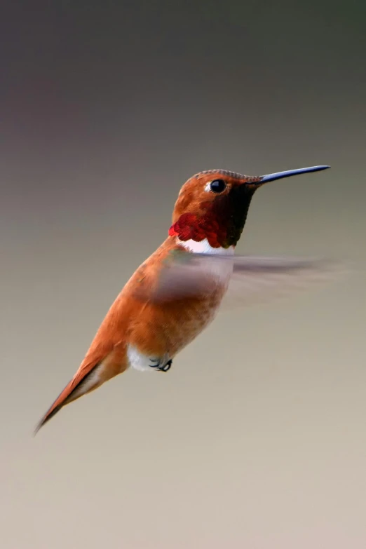 a bird that is flying in the air, by Jim Nelson, pexels, glowing crimson head, white neck visible, portrait of a small, david a