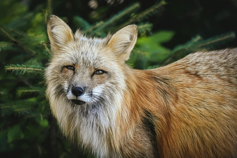 a close up of a fox looking at the camera