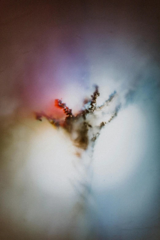 a blurry photo of a flower in a vase, a microscopic photo, by Jan Rustem, unsplash, conceptual art, branches composition abstract, mystic hue clouds, soft light - n 9, microscopic view