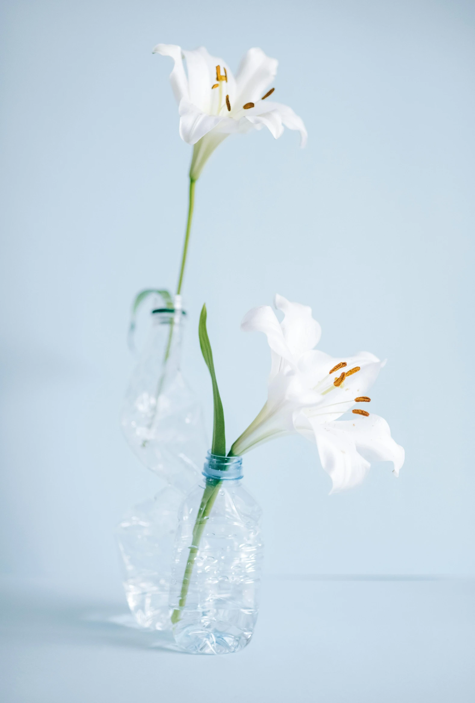 two white flowers in a clear glass vase, by Simon Gaon, shutterstock contest winner, minimalism, cracked plastic wrap, lilies, light blues, recycled