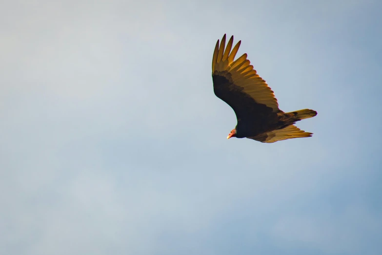 a large bird flying through a blue sky, pexels contest winner, 🦩🪐🐞👩🏻🦳, vultures, a dark phoenix, a handsome