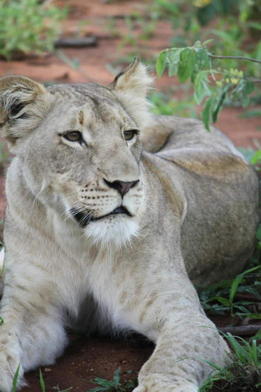 a close up of a lion laying in the grass, lady kima, mid 2 0's female, clean shaven, sitting down