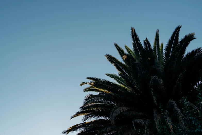 a couple of palm trees sitting next to each other, an album cover, unsplash, hurufiyya, background image, blue and black, up there, high details photo