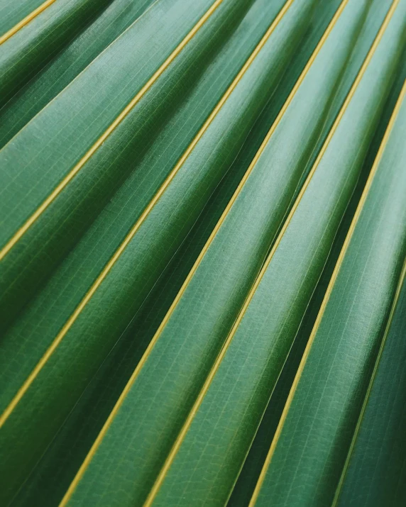 a close up of a green palm leaf, trending on pexels, flax, multiple stories, a pair of ribbed, yellow and green