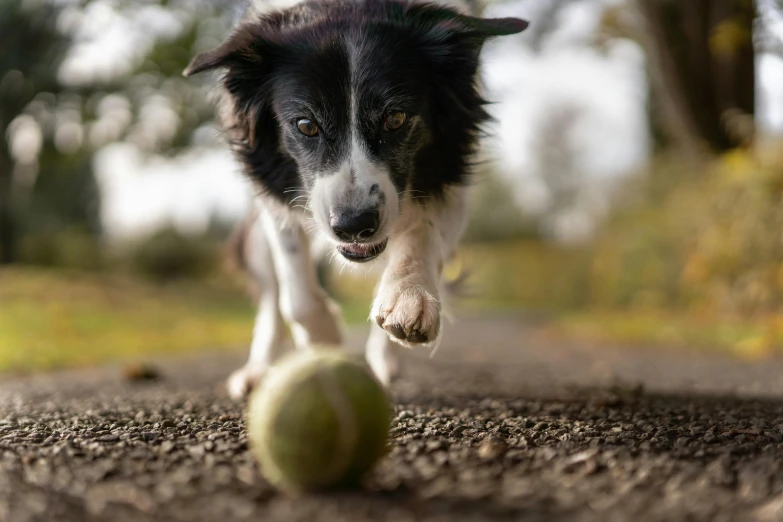 a black and white dog playing with a tennis ball, pexels contest winner, walking towards camera, a green, a wooden