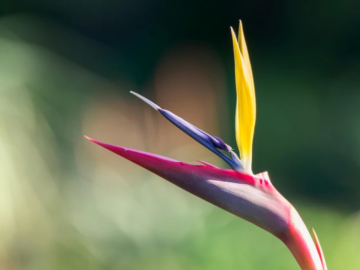 a close up of a flower with a blurry background, by Jan Rustem, pexels contest winner, birds of paradise, side view from afar, viewed from the ground, multi colour