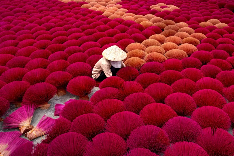 a person kneeling in a field of red flowers, inspired by Scarlett Hooft Graafland, color field, vietnamese temple scene, parasols, magenta colours, japan harvest