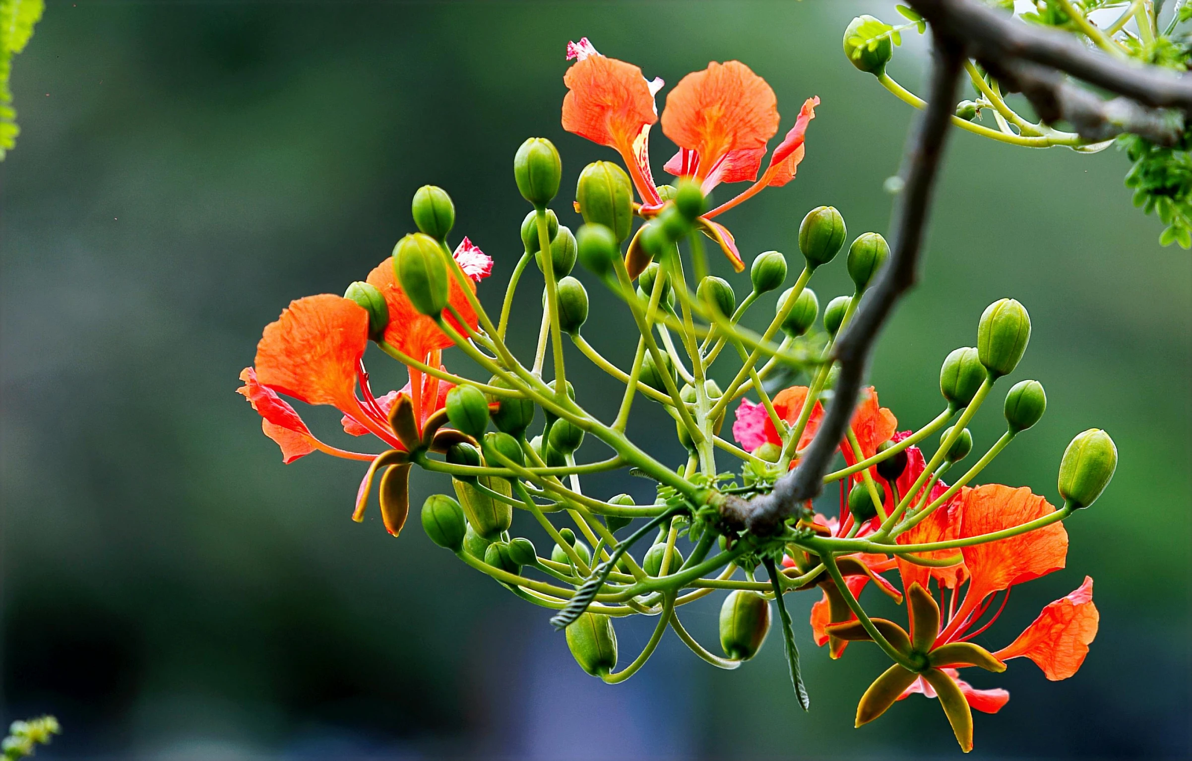 a close up of a flower on a tree, inspired by Ceferí Olivé, unsplash, green and orange theme, red and magenta flowers, indonesia, branching