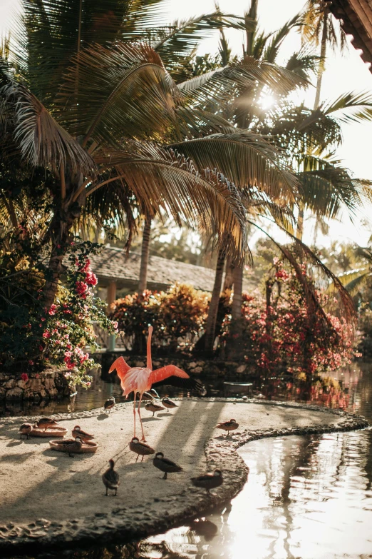 a flamingo standing on a rock next to a body of water, next to a tropical pool, yoga, winter sun, lush garden surroundings