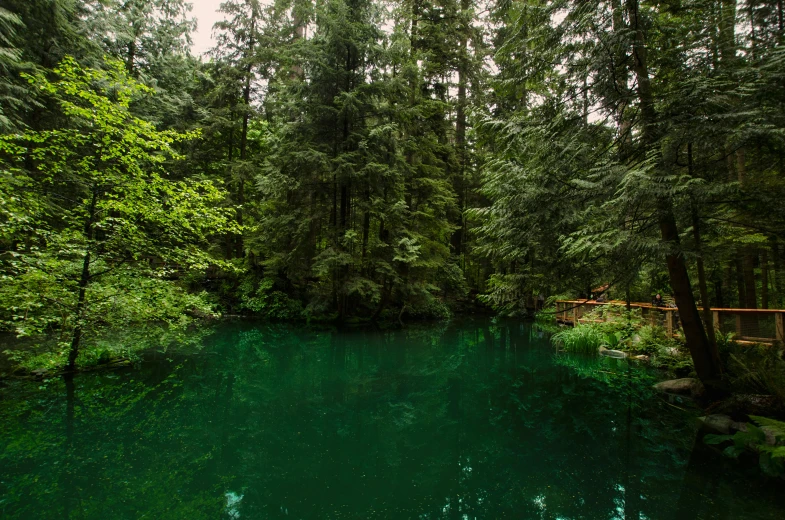 a body of water surrounded by trees in a forest, inspired by Elsa Bleda, pexels contest winner, green oozing pool pit, cascadia, teal, 2 5 6 x 2 5 6 pixels
