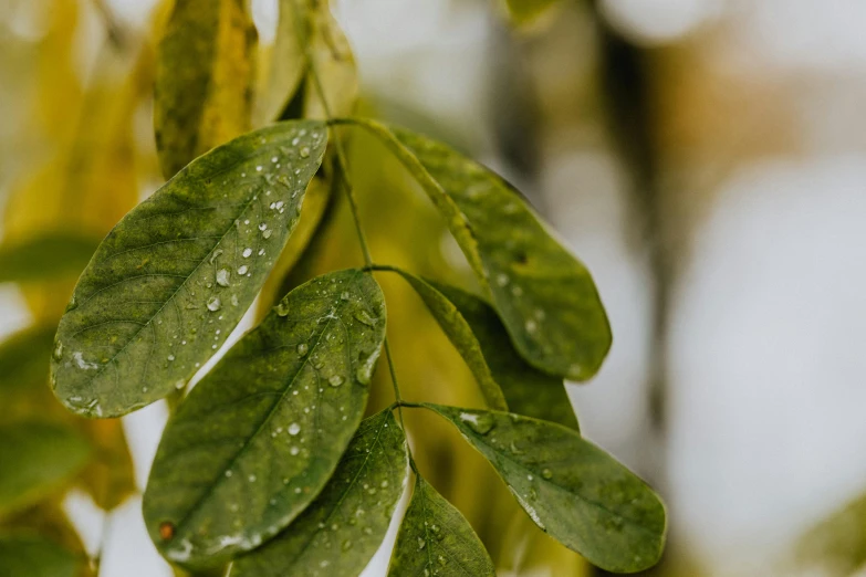 a bunch of green leaves hanging from a tree, a macro photograph, unsplash, background image, detailed product image, overcast weather, thumbnail