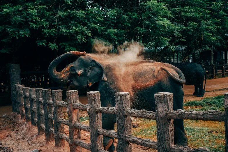 an elephant standing next to a wooden fence, pexels contest winner, steamy, 🦩🪐🐞👩🏻🦳, malayalis attacking, post processed 4k