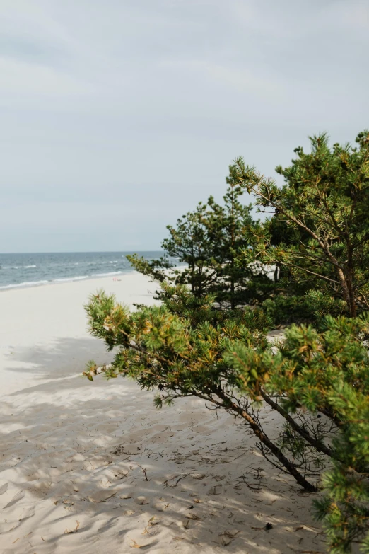 a couple of people standing on top of a sandy beach, evergreen branches, beach on the outer rim, ede laszlo, secluded