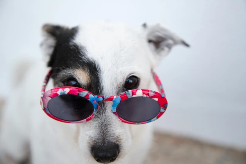 a close up of a dog wearing sunglasses, multicoloured, small white dog at her side, slide show, zoomed
