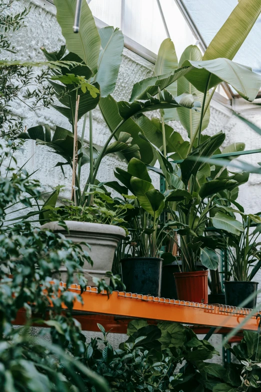 a greenhouse filled with lots of potted plants, trending on unsplash, modernism, banana trees, greens)