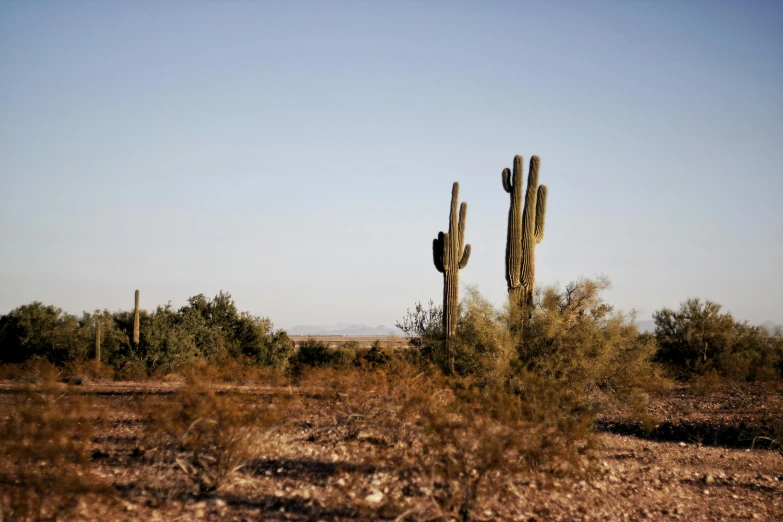 a cactus plant sitting in the middle of a desert, a picture, conde nast traveler photo, trees in background, seen from a distance, clear skies in the distance