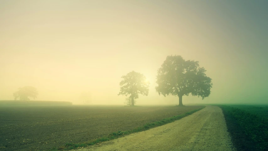 a couple of trees sitting on the side of a road, pexels contest winner, tonalism, light green mist, farmland, hazy, sun at dawn