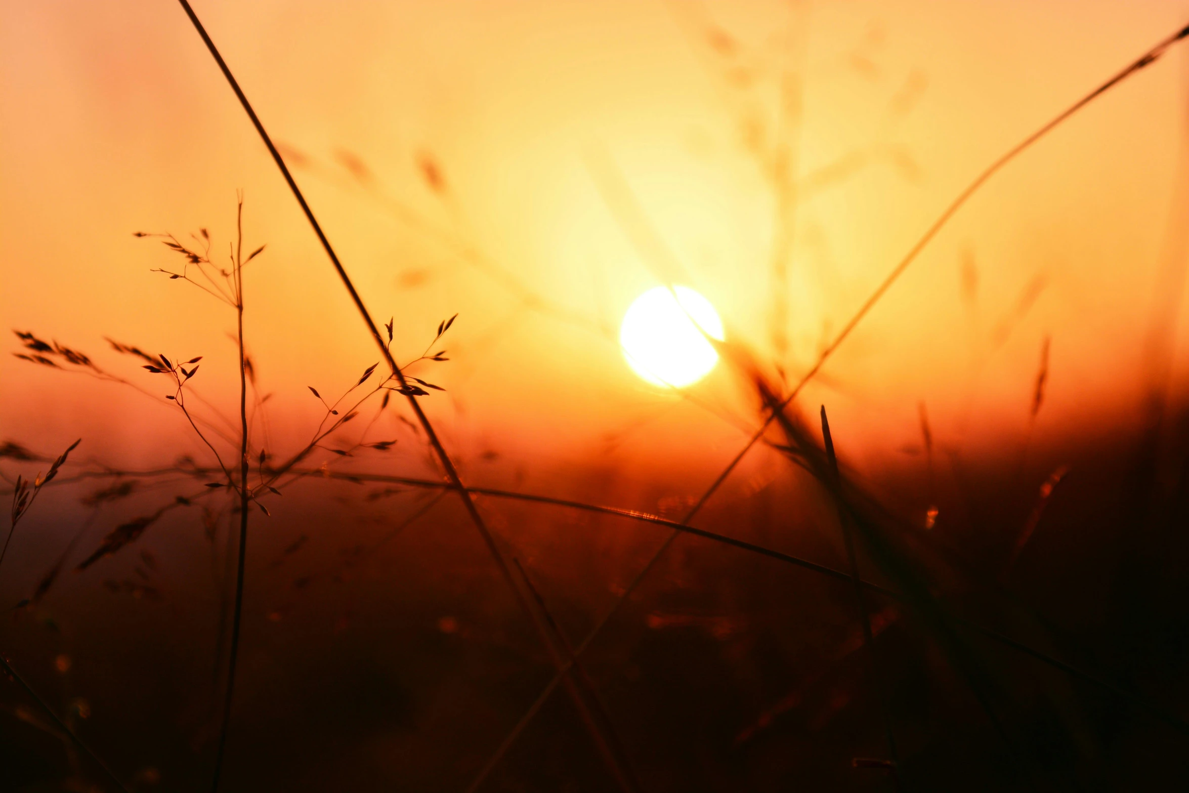 the sun is setting behind some tall grass, unsplash, romanticism, ((sunset)), orange grass, intricate image, instagram post