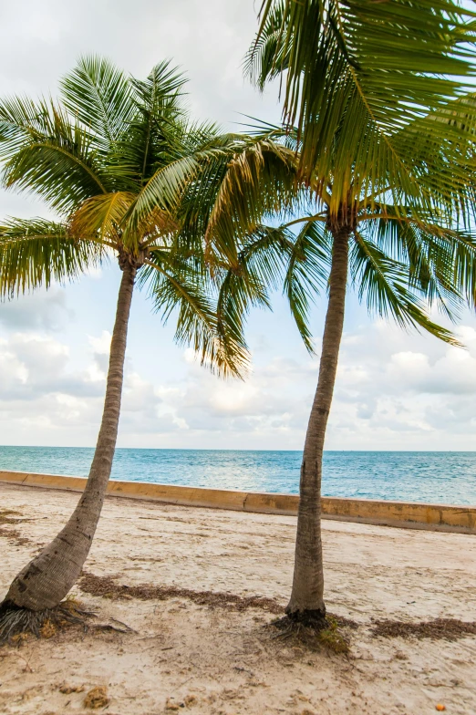 a couple of palm trees sitting on top of a sandy beach, keys, beachfront, daytime, iconic scene