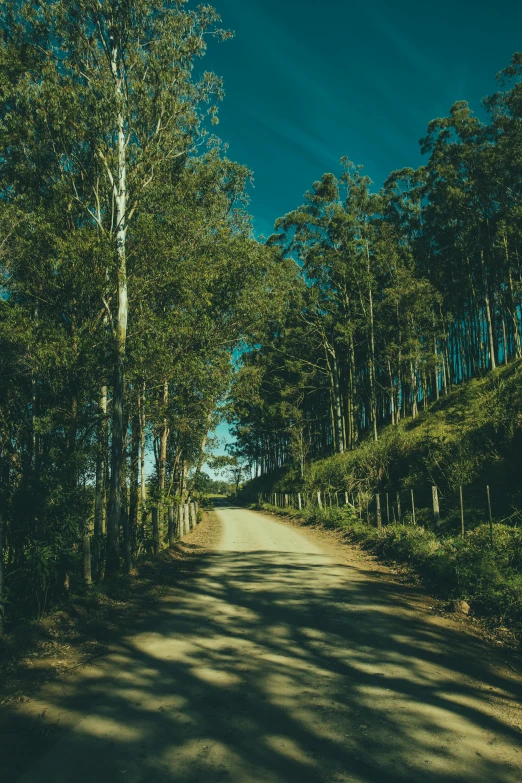 a dirt road in the middle of a forest, eucalyptus trees, street of teal stone, chillhop, coban