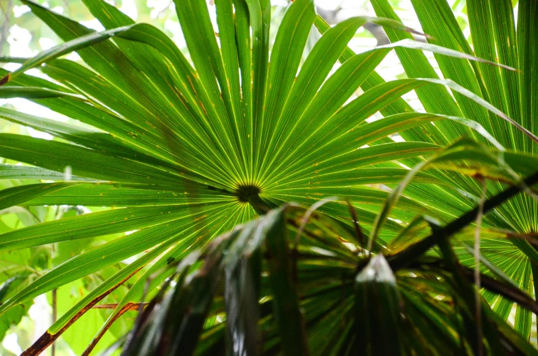 a close up of the leaves of a palm tree, by Elizabeth Durack, unsplash, hurufiyya, in deep jungle forest, underside, close up of iwakura lain, lush surroundings