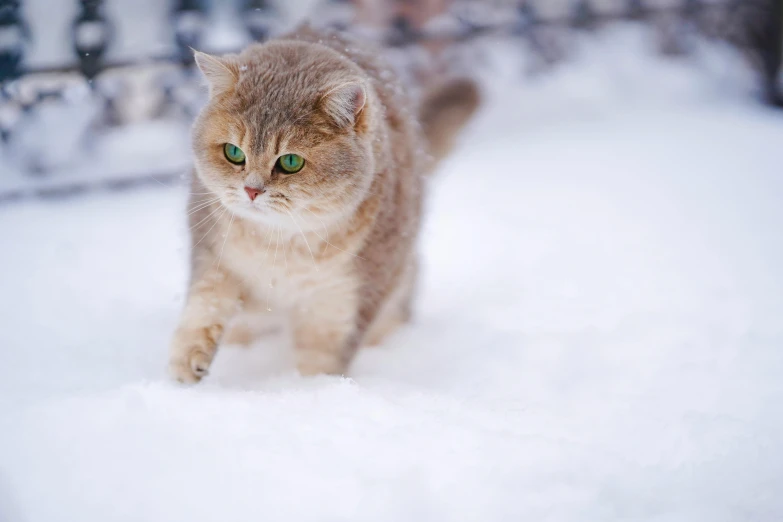 a cat that is walking in the snow, emerald, fan favorite, 9