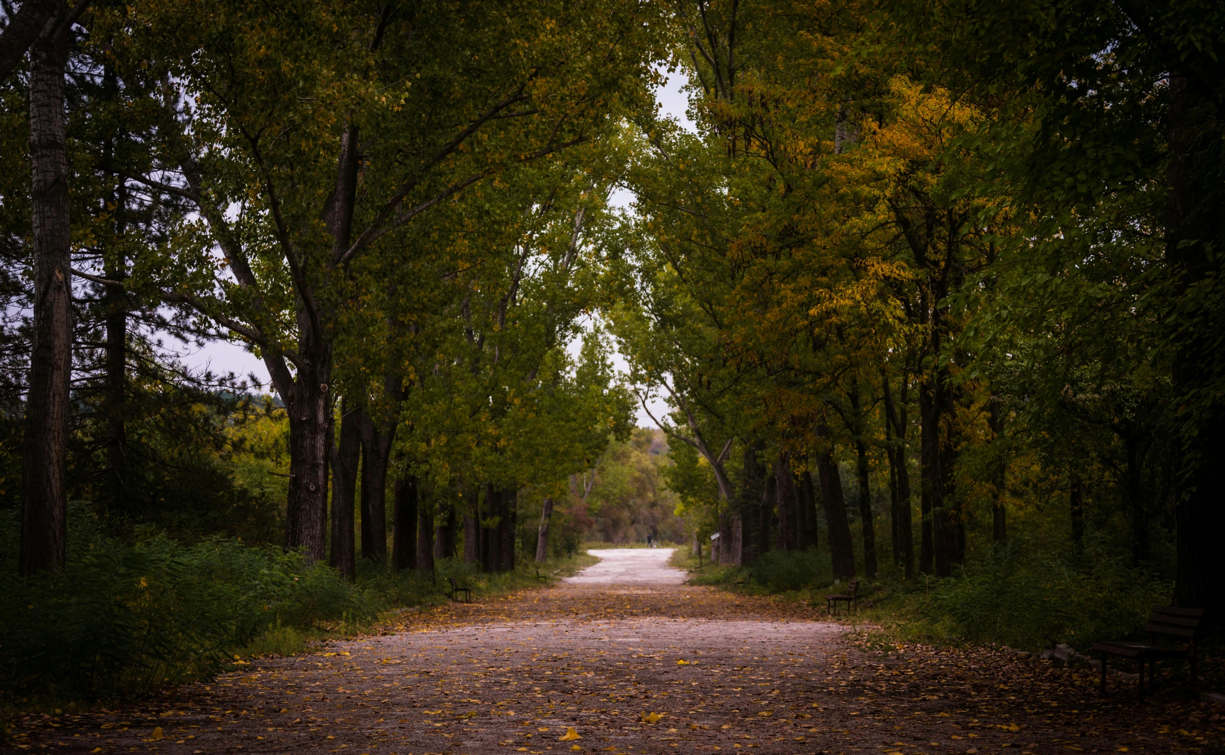 a dirt road surrounded by lots of trees, by Winona Nelson, unsplash contest winner, australian tonalism, street of teal stone, autum, rectangle, 2 5 6 x 2 5 6 pixels