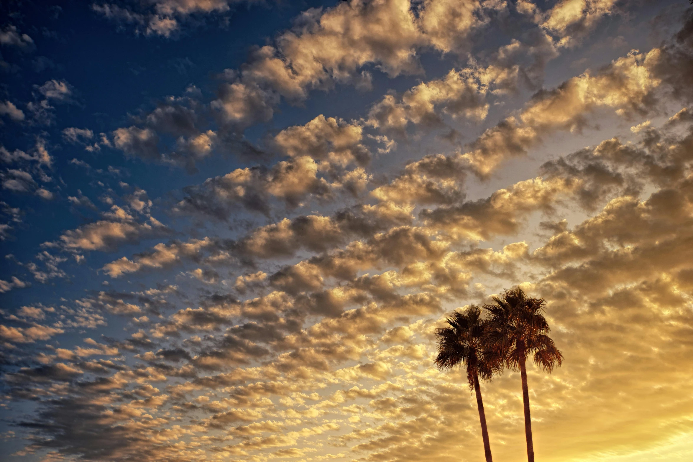 a couple of palm trees sitting on top of a lush green field, by Carey Morris, unsplash contest winner, layered stratocumulus clouds, golden hour 8k, oceanside, today\'s featured photograph 4k