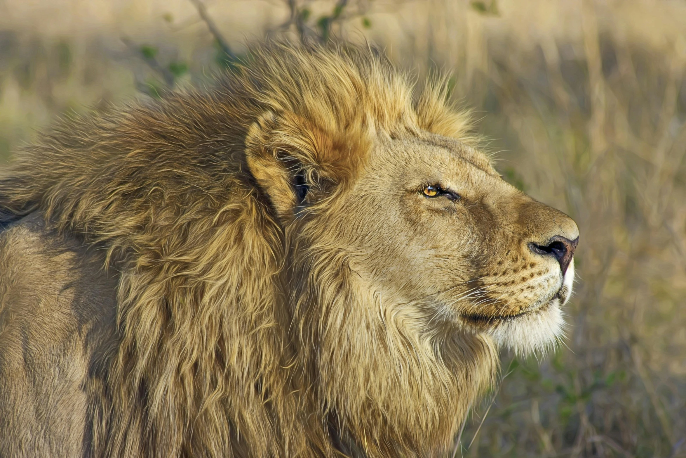 a close up of a lion in a field