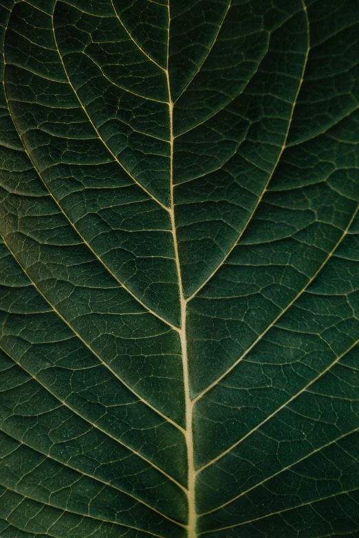 a close up view of a green leaf, inspired by Elsa Bleda, trending on pexels, renaissance, porcelain organic tissue, full frame image, brown