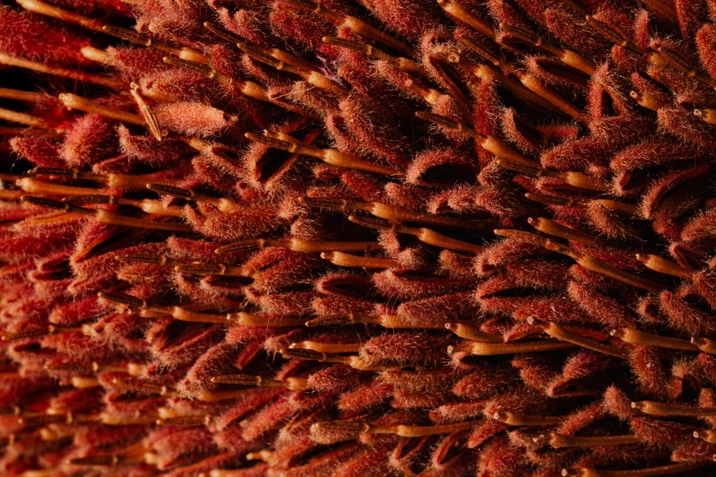 a close up of a bunch of red flowers, a macro photograph, by David Simpson, hurufiyya, plume of seaweed, high resolution ultradetailed, red iron oxide, orange fluffy spines