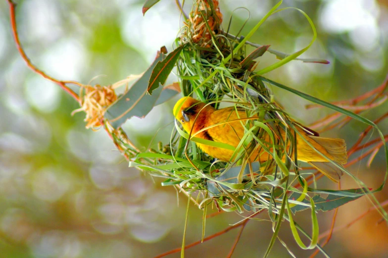 a yellow bird sitting on top of a tree branch, by Elizabeth Durack, pixabay contest winner, environmental art, wrapped in wires and piones, vibrant vegetation, ready to eat, in australia