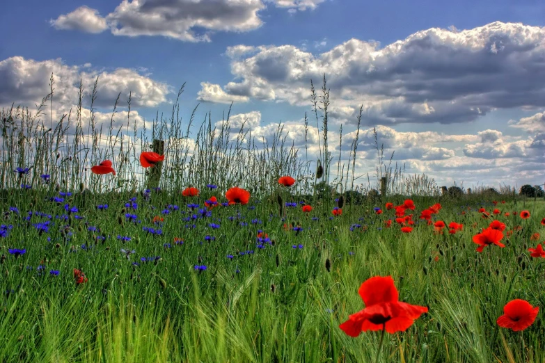 a field full of red poppies and blue flowers, by Jan Rustem, pexels contest winner, renaissance, under blue clouds, avatar image, relaxing, no cropping