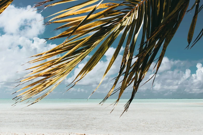 a palm tree sitting on top of a sandy beach, profile image, conde nast traveler photo, tropical foliage, less detailing