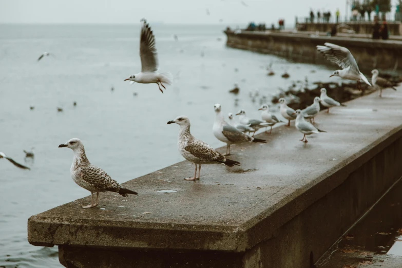 a flock of seagulls standing on a concrete ledge next to a body of water, by Matija Jama, pexels contest winner, 🦩🪐🐞👩🏻🦳, brown, at the seaside, desktop wallpaper