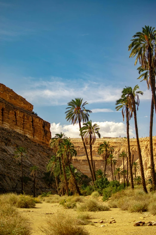 a group of palm trees sitting in the middle of a desert, les nabis, inside a gorge, towering over your view, ambeint