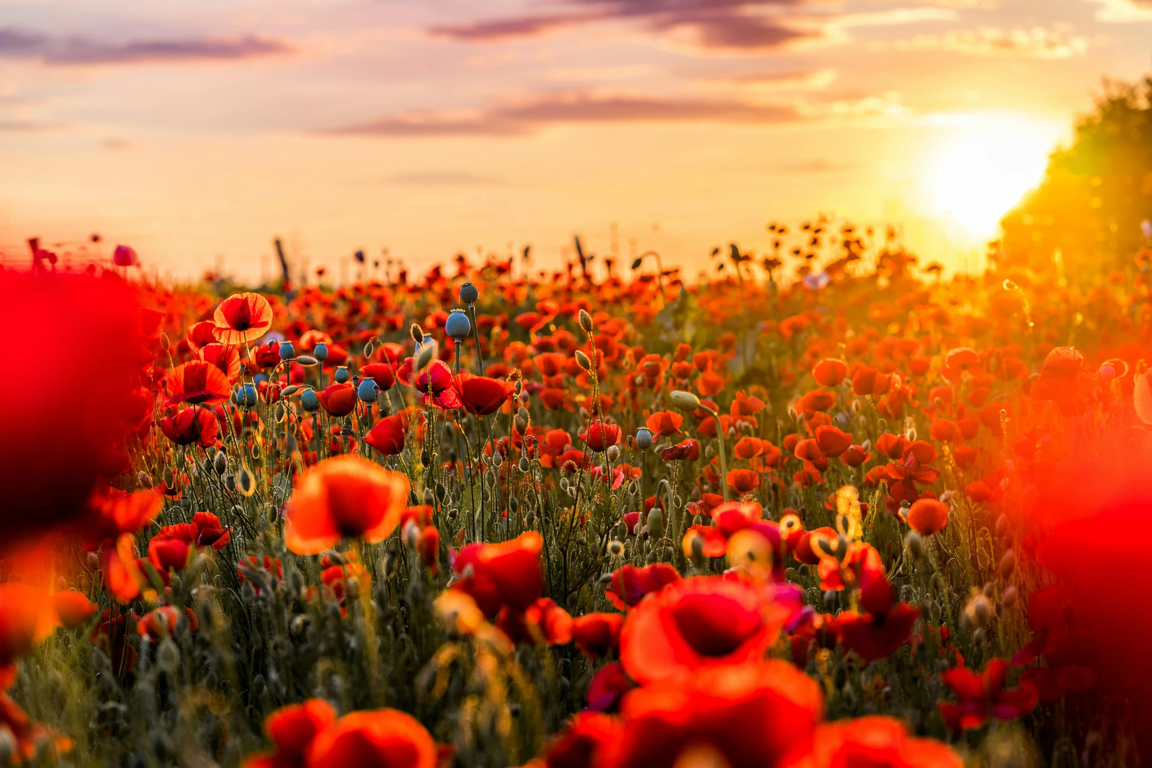 a field of red flowers with the sun setting in the background, full of colours, ww1, instagram photo, remembrance
