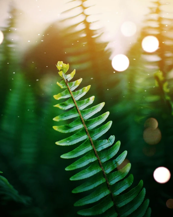 a close up of a fern leaf with bokeh lights in the background, trending on pexels, multiple stories, rain lit, high-quality render, evergreen