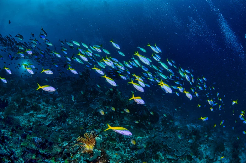 a school of fish swimming over a coral reef, by Gwen Barnard, pexels contest winner, renaissance, yellow and blue, afar, evening, slide show