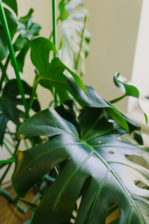 a close up of a potted plant in front of a window, unsplash, art nouveau, big leaves foliage and stems, wide high angle view, lush greens, looking left