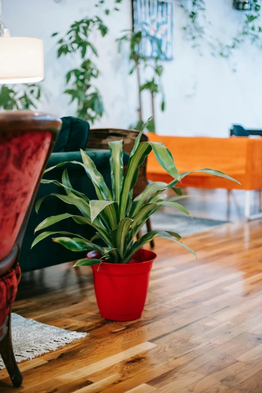 a living room filled with furniture and plants, by Jessie Algie, trending on pexels, modernism, green bright red, sitting in a waiting room, medium closeup, large potted plant