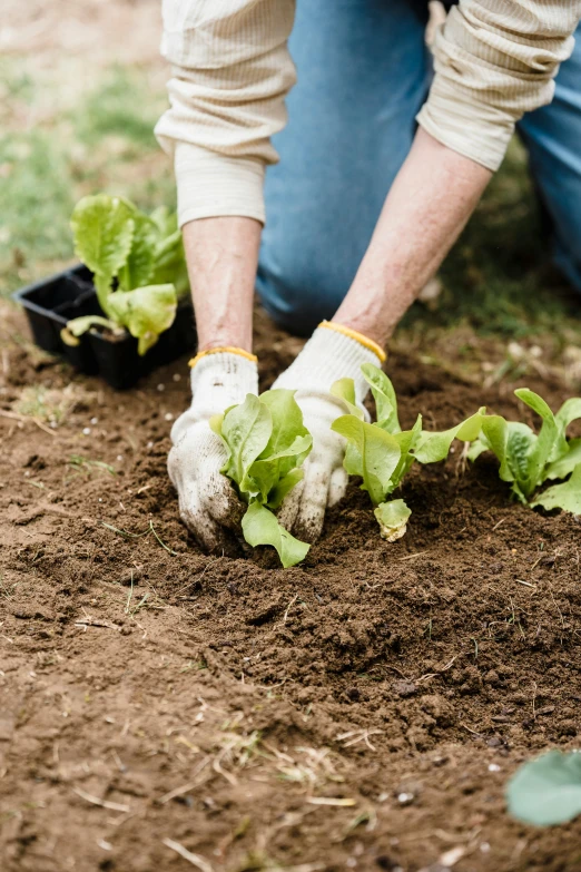 a man is planting lettuce in the garden, by Dan Content, restoration, uncrop, julia sarda, gloves on hands