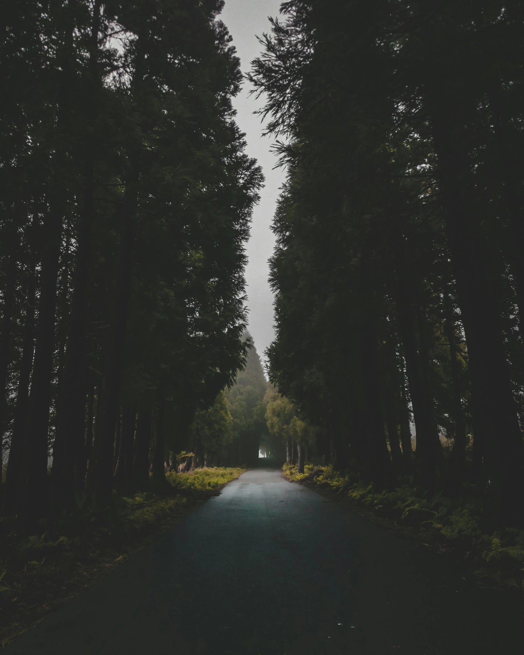 a tree lined road in the middle of a forest, an album cover, ((trees)), multiple stories, 8 k photo, grey skies