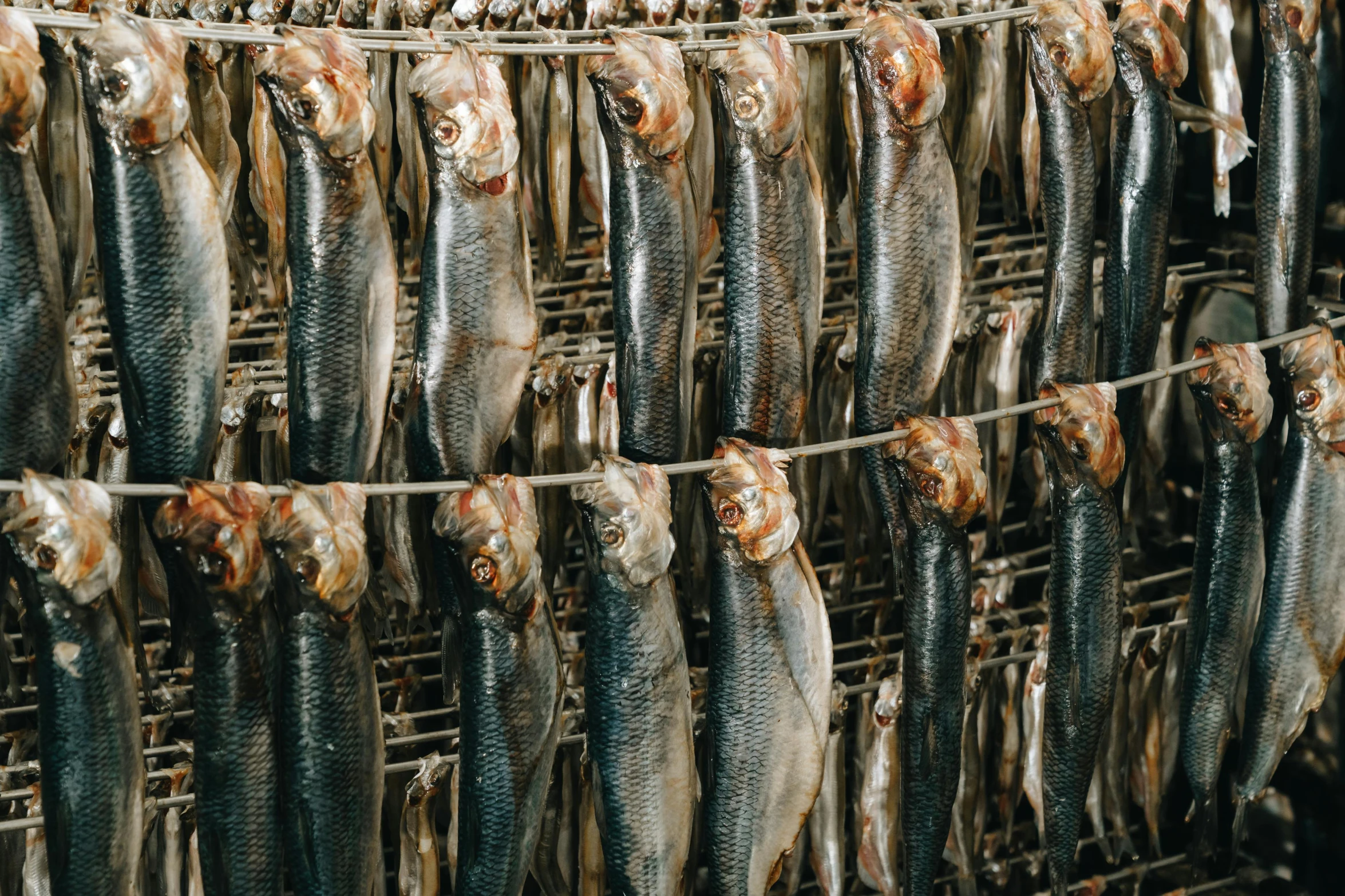 a bunch of fish hanging on a wire, a portrait, by Jens Søndergaard, unsplash, renaissance, smoked layered, meat factory, gaping gills and baleen, grain”