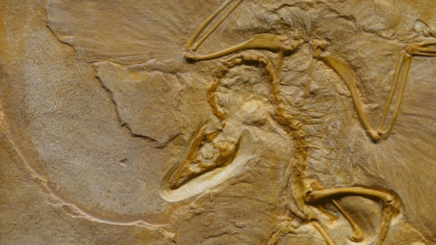 a close up of a dinosaur skeleton on a rock, an ultrafine detailed painting, inspired by Dionisius, trending on pexels, bird's eye, bas - relief, cambrian, young female